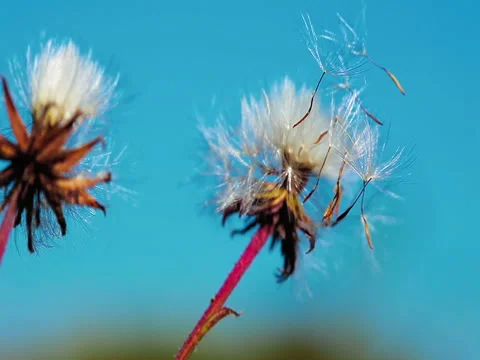 Dandelions against the sky Stockbeeldmateriaal 80646529