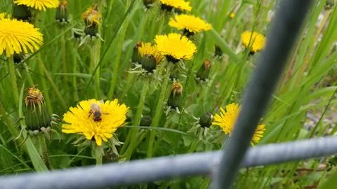 Dandelions and bees 스톡 사진