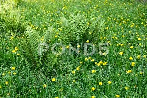 Dandelions and other motley grass Stock Photos