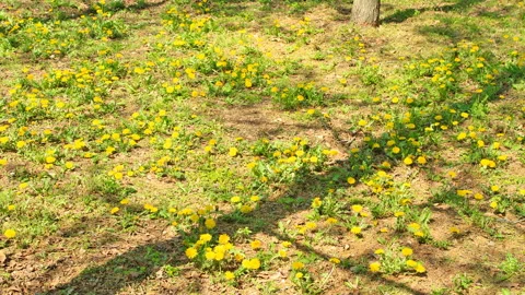 Dandelions and the Shadows of Trees Vídeo Stock 327534874