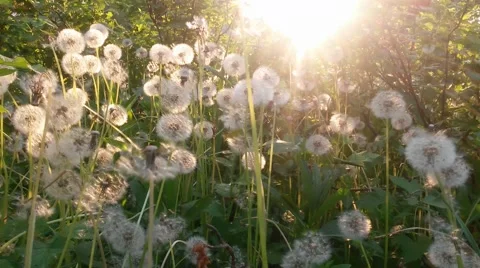 Dandelions and sunbeams Stock Footage 42617653