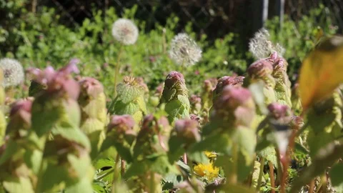 Dandelions and weeds blowing in the spring breeze Stock Footage 107498012