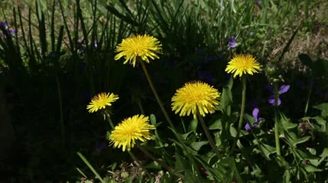 Dandelions and wild violets Stock Footage 22770332