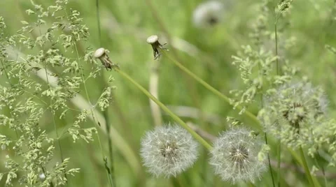Dandelions and wind Stock Footage 50555113