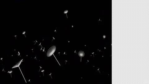 Dandelions are flying on a transparent background. 3D render Stock Footage 165388098