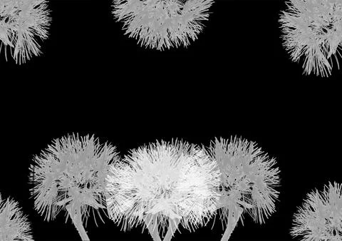 Dandelions around on a black background Stock-Illustration