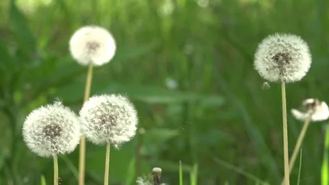Dandelions around. Stock Footage 75586047