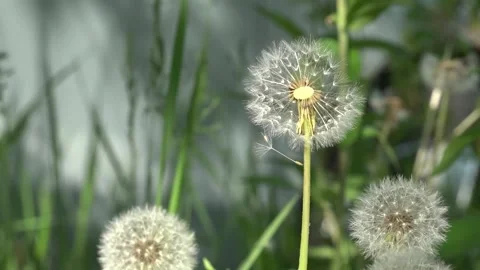 Dandelions around.Close-up of a dandelion. Stock Footage 89955197