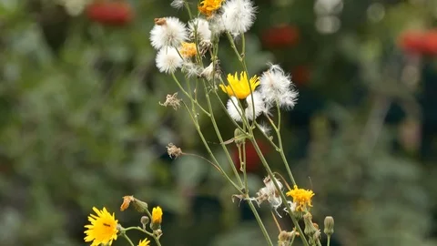 Dandelions in autumn. Video stock 116415350
