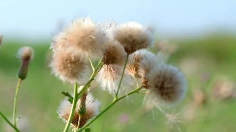 Dandelions in the autumn wind Stock Footage 258107158