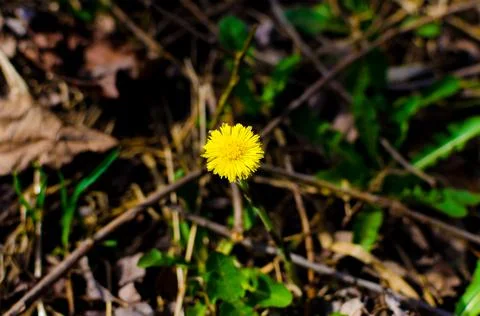Dandelions on a background of grass Foto stock