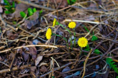Dandelions on a background of grass Stock Photos