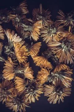 Dandelions background Stock Photos