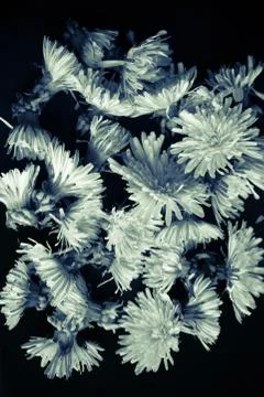 Dandelions background Stock Photos