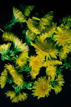 Dandelions background Stock Photos