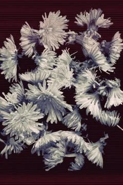 Dandelions background Stock Photos