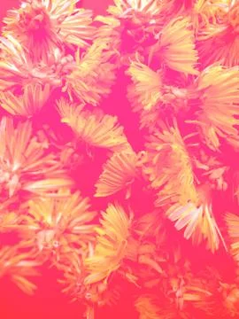 Dandelions background Stock Photos