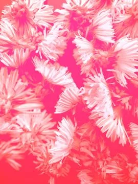 Dandelions background Stock Photos