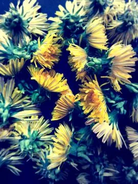 Dandelions background Stock Photos