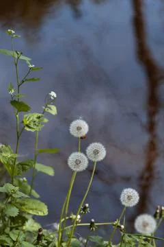 Dandelions on the background of the river Stock Photos