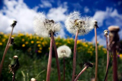 Dandelions on a background of the sky Foto stock