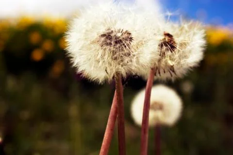 Dandelions on a background of the sky Foto stock