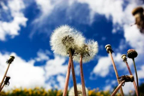 Dandelions on a background of the sky Foto stock