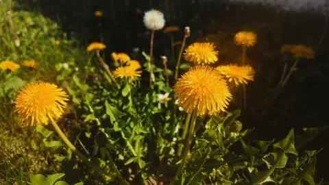 Dandelions in Backyard Garden Swaying in Wind Spring Nature Close-Up 4K Stock Footage 334869622