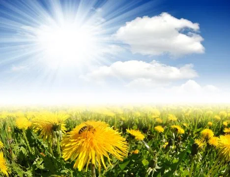 Dandelions with bee  Stock Photos