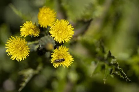 Dandelions with a Bee 库存照片