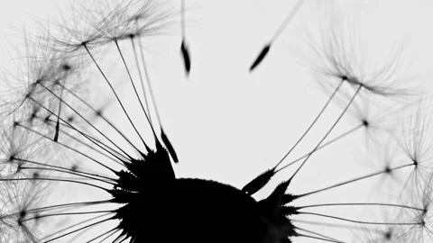 Dandelions Being Blown Video stock 154936784