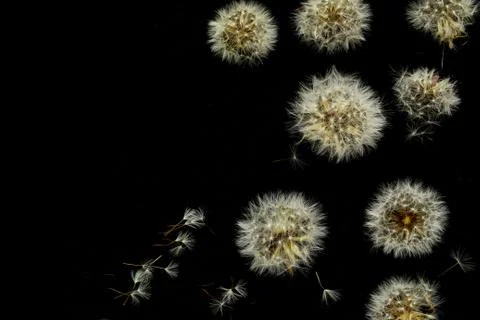 Dandelions on a black background Stock Photos