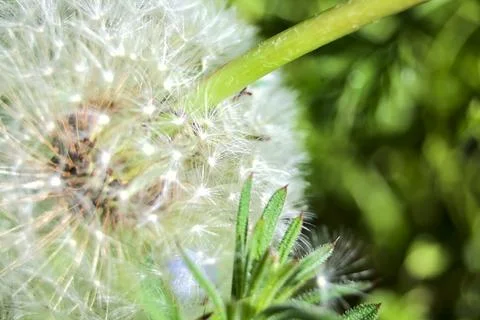 Dandelions in bloom in the grass seen up close Stock Photos