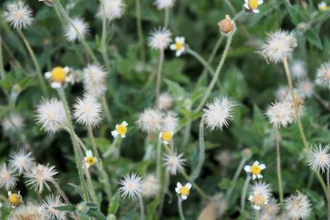 Dandelions in bloom Stock Photos