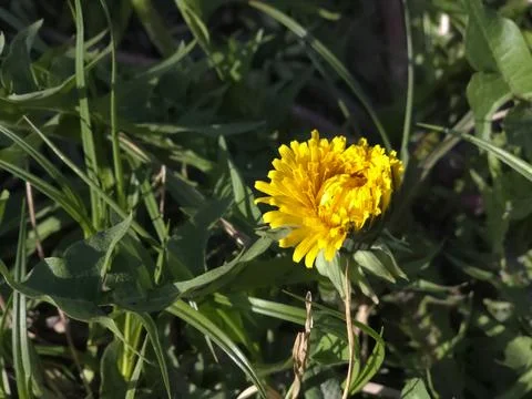 Dandelions Bloom in Spring Across a Grassy Field Under the Clear Sunny Sky Stock Photos
