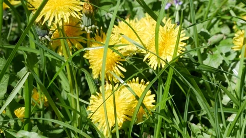 Dandelions bloom in spring. View from above. Vídeos de archivo 243490896