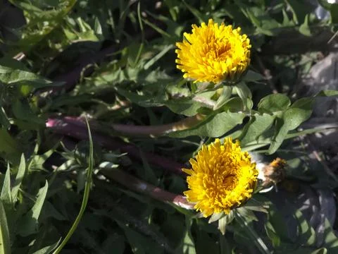 Dandelions Bloom in Springtime by the Grassy Field Under Clear Blue Skies Stock Photos