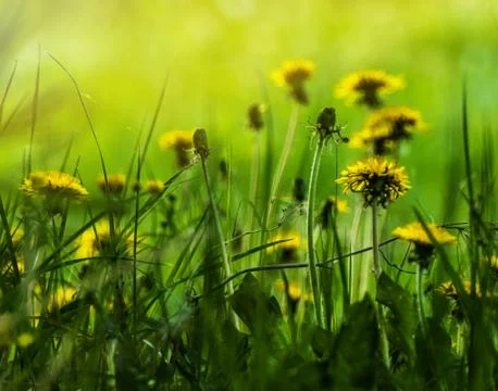 Dandelions bloomed on the glade Stock Photos