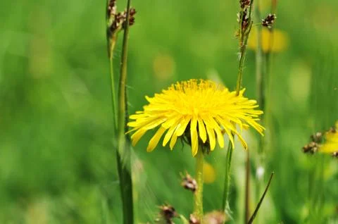 Dandelions blooming Stock Photos