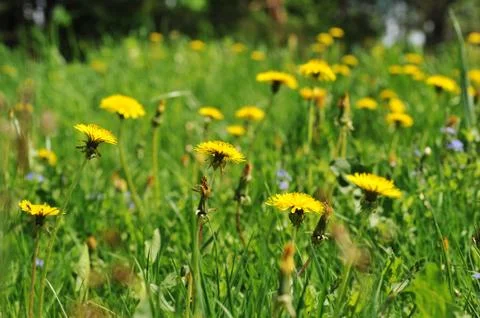 Dandelions blooming Stock Photos
