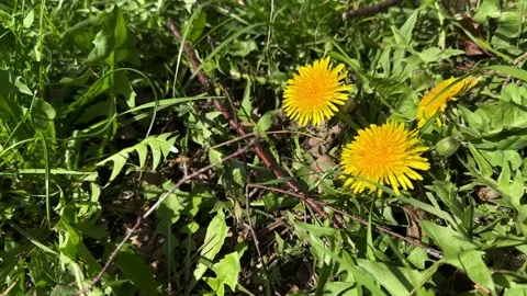 Dandelions blooming in spring grass Stock Footage 306521381