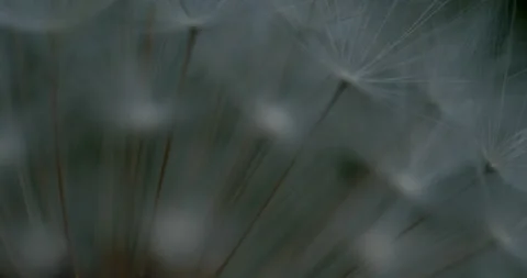 Dandelions blooming in spring. Macro shot with focus pulling Stock Footage 194503783