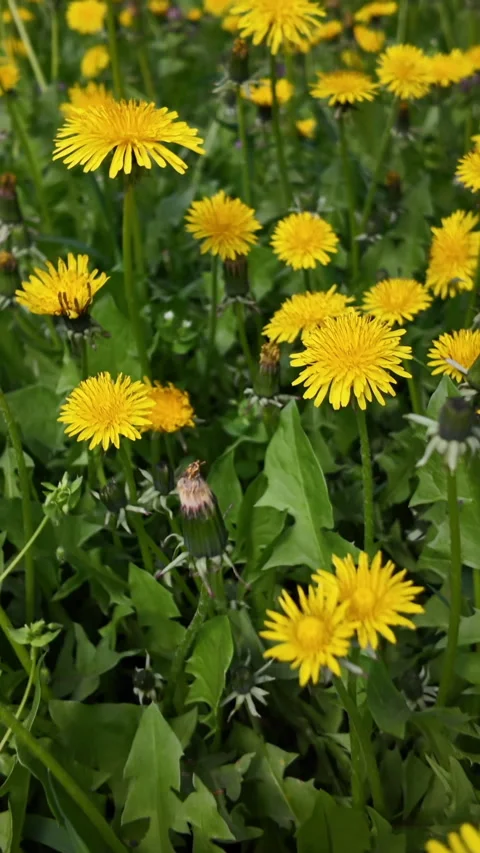 Dandelions blooming in spring meadow with forward camera movement footage Stock-Footage 311505867