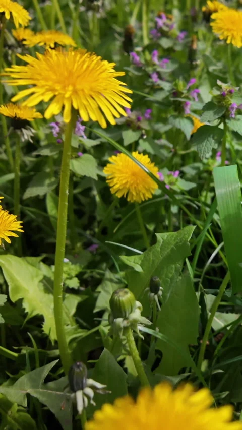 Dandelions blooming in spring meadow with gentle swaying movement footage Stock-Footage 313136142