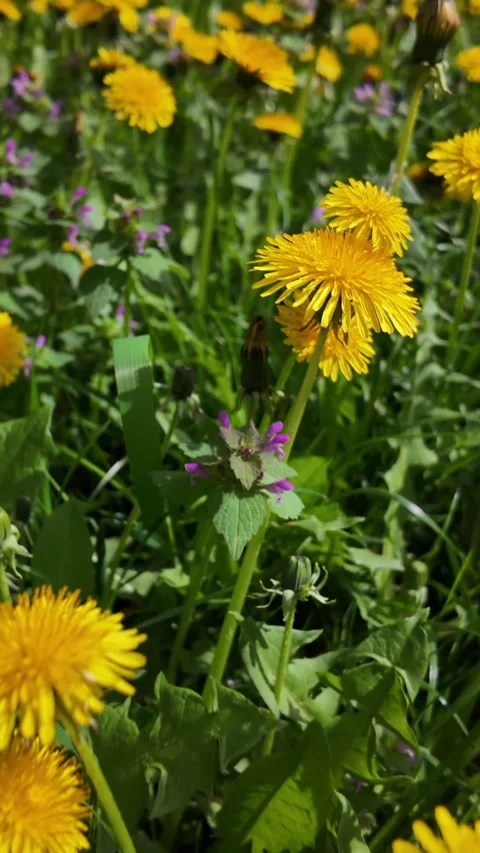 Dandelions blooming in spring meadow with slow backward camera movement Stock Footage 312326560