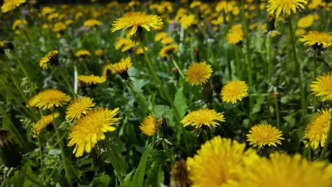 Dandelions blooming in spring meadow with slow motion forward dolly shot Stock Footage 312812446