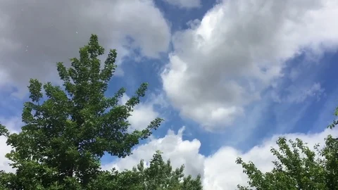 Dandelions blow in wind through trees on a beautiful summer day Stock Footage 78505656