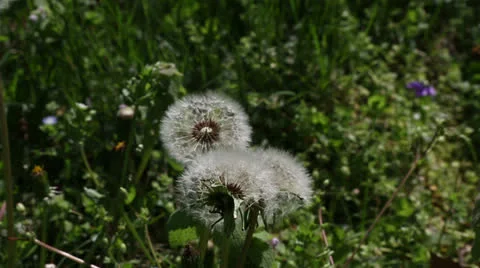 Dandelions blowing Stock Footage 22770181
