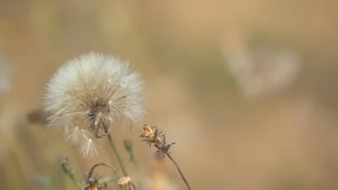 Dandelions Blowing in the Wind Stock Footage 93998294