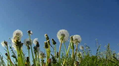 Dandelions on blue sky 库存影片 24578999